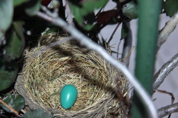 北美知更鸟的蓝色鸟蛋，2011年7月5日晚8点发现一枚鸟蛋.jpg