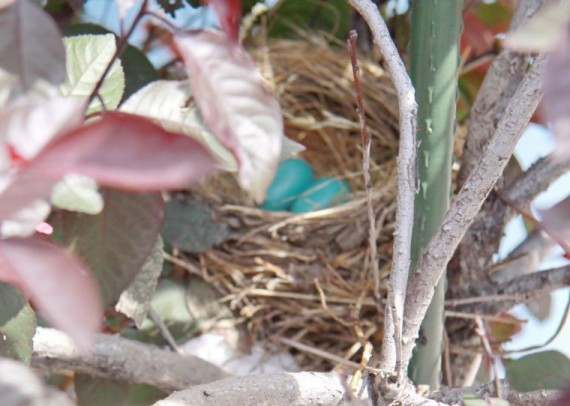 2011年7月7日上午11点41分发现巢内又新添了一枚蓝色鸟蛋.jpg