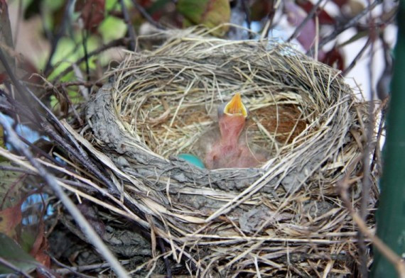 2011年7月20日下午4点57分发现两只雏鸟已经孵化，另一只隐藏在这只后面.jpg