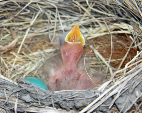 babybird.jpg