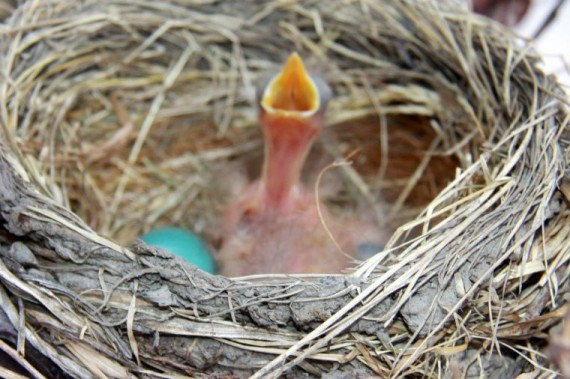这张虚了，但可以看到另外一只已经孵化出来的雏鸟的眼睛，2011年7月20日下午5点许，发现两只雏鸟孵化，知更鸟一般产蛋后需要两周能够孵化出雏鸟.jpg