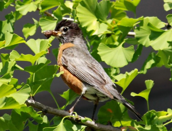捕食归来的知更鸟妈妈，先在巢上方的银杏树上观察巢周围的情况，然后再回归鸟巢喂雏鸟.jpg