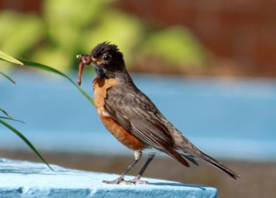 育雏期的知更鸟主要捕食蚯蚓，昆虫幼虫等给雏鸟2011年7月27日11点26分.jpg