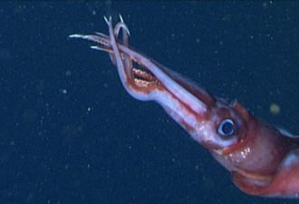 科学家研究发现深海鱿鱼经常同性交配