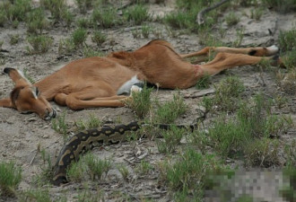 实拍：巨蟒杀死羚羊吞噬 全球蟒蛇盘点