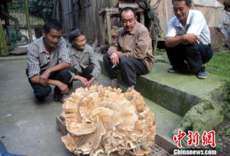 四川村民原始森林发现巨型蘑菇 重44斤