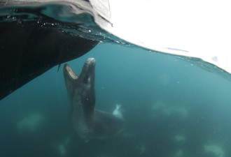 南极海洋的生命奇迹：斑海豹身长3.4米