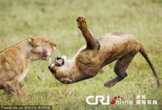 英国摄影师拍到狮子展示后空翻“绝技”