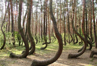 波兰神秘“弯弯林” 树干弯曲成因不明