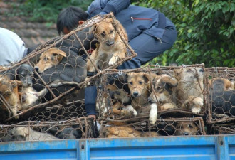 浙江金华“狗肉节”被指残忍 取消举办