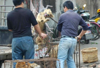 浙江金华“狗肉节”被指残忍 取消举办