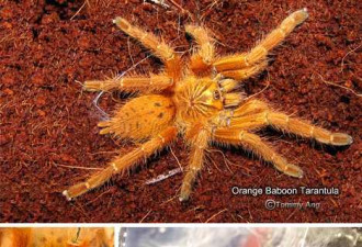 盘点艳丽橙色动物 蜘蛛蟹寿命可达百岁