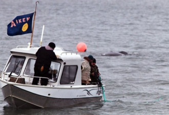 直击阿拉斯加秋季捕鲸 血腥残忍引争议