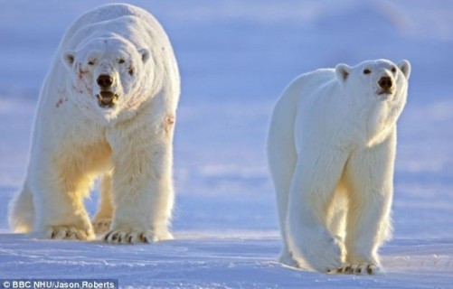 雄性北极熊击退10名情敌负伤“抱得美人归”（图）