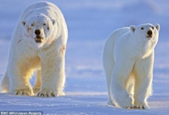 北极熊击退10名情敌 负伤&quot;抱得美人归&quot;