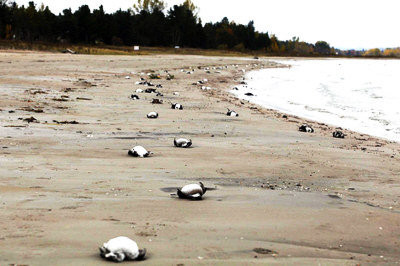 安省喬治灣湖灘上出現數千隻死鳥。（取材自CityNews） 