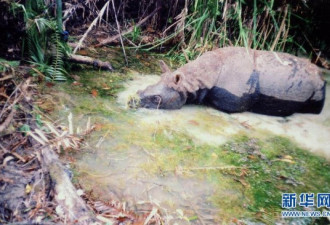 越南最后野生爪哇犀牛被杀死取走犀角