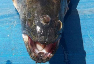 阿根廷水库发现三眼怪鱼 核污染恐慌