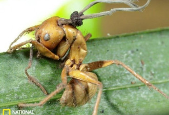 盘点九种幽灵般物种 蚂蚁染真菌变僵尸