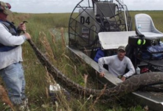 美国捕获4.8米巨蟒：腹中现整只成年鹿