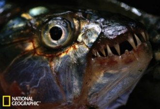 盘点：恐怖的淡水动物 食人鱼同类相残