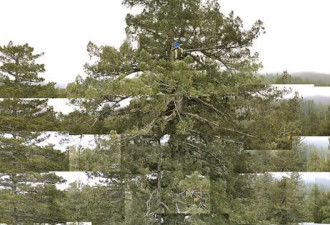 一周诙谐科技图片选 登上世界最高的树