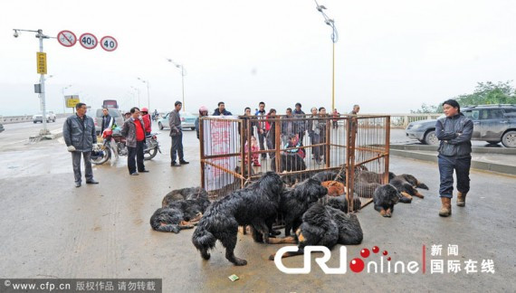 重庆男子路边叫卖36条藏獒 路人纷纷逃离(高清组图)