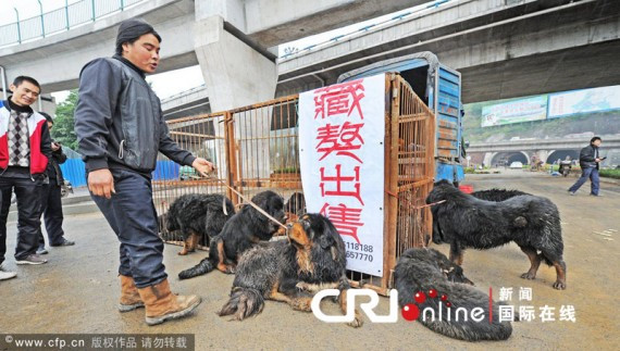 重庆男子路边叫卖36条藏獒 路人纷纷逃离(高清组图)