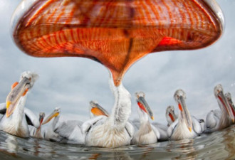 野生动物摄影佳作集 油污中的静止生命