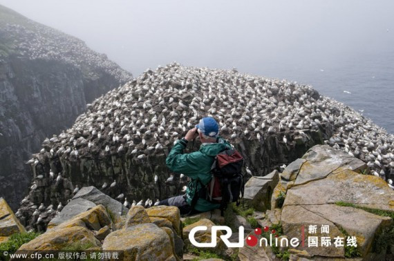 加拿大纽芬兰大量塘鹅悬崖边聚集产卵 场面壮观(高清组图)