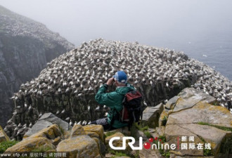 加拿大塘鹅在悬崖边聚集产卵 场面壮观