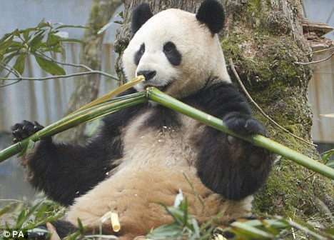 多年来，研究人员一直无法揭开大熊猫为何将难以消化的竹子做为主要食物的谜团