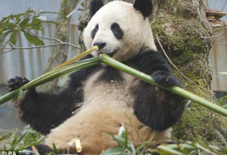 科学家或揭开肉食动物大熊猫吃竹之谜
