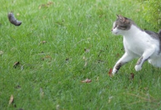 抓拍：猫戏耍老鼠的精彩瞬间 难得一见