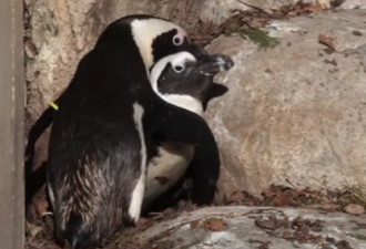多伦多市动物园一对雄企鹅“同性恋”