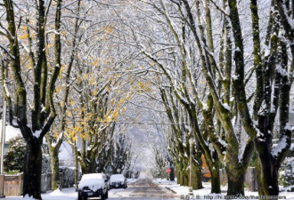 温哥华超过多伦多：今年入冬第一场雪