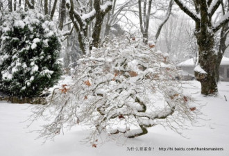 温哥华超过多伦多：今年入冬第一场雪