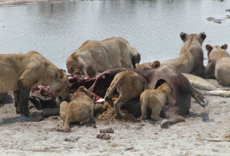实拍：饿急狮群疯狂撕食水牛 十分血腥
