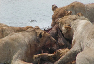 实拍：饿急狮群疯狂撕食水牛 十分血腥