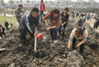 图：杭州土方现疑似古瓷 市民疯狂挖宝
