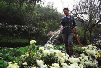 大学生夫妻隐居山林垦荒种花：挺好的