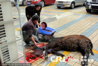 长沙饭店当街杀驴 血腥场面吓哭小孩