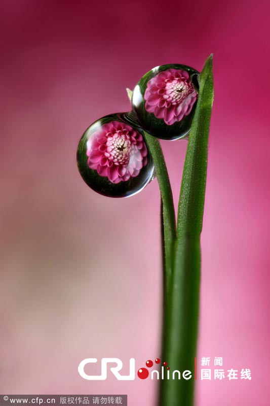 神奇瞬间：摄影师耗6年拍摄露珠里的花朵(高清组图)