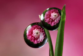 神奇：摄影师耗6年拍摄露珠里的花朵