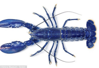 英鱼贩发现罕见蓝龙虾 或基因突变所致