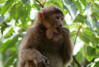 日本拟用千只猴子测试福岛核辐射水平