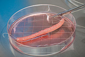 2011年十大医学突破：克隆制造干细胞