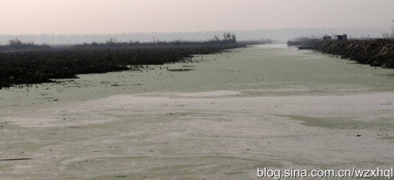 太白湖纪实拍摄:洞庭湖上的采藕人生活(高清组图)