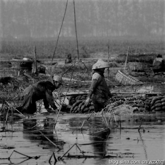 太白湖纪实拍摄:洞庭湖上的采藕人生活(高清组图)
