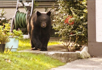 刺激的加拿大经验：自家院子遇见了熊